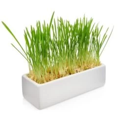 Canadian Cat Company Futterbar Cat Diner Grau/ Weiß -Haustierprodukte 0e525574824550e168be02a6fecb7a609ed284ae 1360972 de DE a02d68c3a8d109b1266e955b4dfb6c9ffc1d2950Klvw73