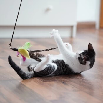 Schlitzohr Katzenangel Federanhänger 5x 9 Schlitzohr Katzenangel Federanhänger 5x – Bild 9