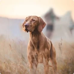 REAL NATURE Junior Kalb & Huhn 6x400 G -Haustierprodukte 2a7e6cb20be89e03efc3fb044f52385d1267f3cd 1314110 de DE Real Nature Original Dog bild 4