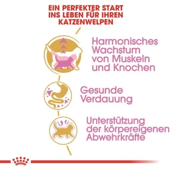 ROYAL CANIN British Shorthair Kitten 2 Kg 5 ROYAL CANIN British Shorthair Kitten 2 Kg – Bild 5