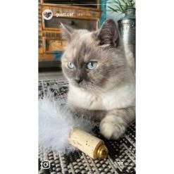 Kater Kasimir Deluxe Set Mit 9 Beliebten Katzenspielzeugen Aus Naturmaterial Und Handgemachtem CATDAD Armband -Haustierprodukte 4d777484de5457a02028f595b53fdb1b69e309d7 1408151 de DE 911e17a5e45692f3789ac8bc9aee946048898d74SkrQo3