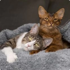 SELECT GOLD PURE Adult Mischfütterung-Set 2tlg. -Haustierprodukte 536de371626fbac7381fe51ce63607aedfae0cd8 1099803 de DE 4 Select Gold Cat 2