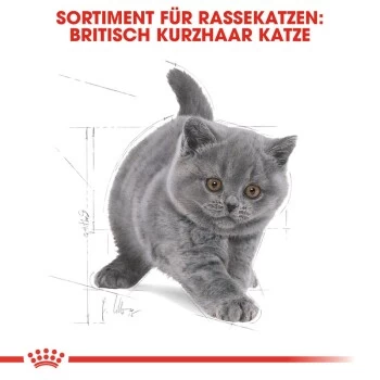 ROYAL CANIN British Shorthair Kitten 2 Kg 7 ROYAL CANIN British Shorthair Kitten 2 Kg – Bild 7