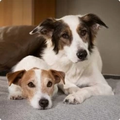 SELECT GOLD Complete Soft Mousse Baby & Mother 6x180g -Haustierprodukte 6abb6915af23c615d0cf74853b0a3bb663e7931c 1096086 de DE 4 Select Gold Dog 1