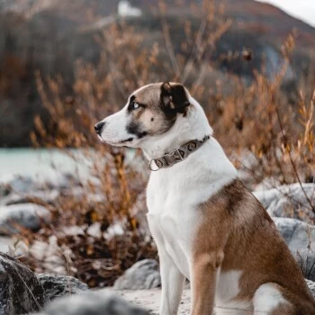 THE DOG IDEA Boho-Chic Halsband Mokka L 5 THE DOG IDEA Boho-Chic Halsband Mokka L – Bild 5