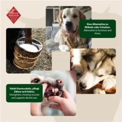 ChronoBalance Kuhmilch Käsestick (XL) 2er Paket 8 ChronoBalance Kuhmilch Käsestick (XL) 2er Paket -Haustierprodukte 80c435fb1a64772df08c2807cbb72aa6cb434ce1 1418708 de DE 6e5d452c715e3c46c21bd7dd434bb74b98e2078f2NxQrD