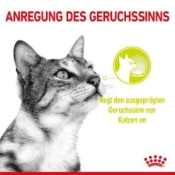 ROYAL CANIN SENSORY Smell In Gelee Für Wählerische Katzen 12x85g 13 ROYAL CANIN SENSORY Smell In Gelee Für Wählerische Katzen 12x85g -Haustierprodukte 8189732b9ae1a398fb4fb109d95a4bf54f9ea43e e98d42f060ba951a9dc658034746788da77dfcfd