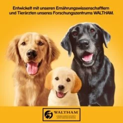 Pedigree Classic 12x800g 3 Sorten Geflügel 10 Pedigree Classic 12x800g 3 Sorten Geflügel -Haustierprodukte 83c0001e15f2d8aa8d8ce31c6ed7d9866ef560bf 1100606 de DE pedigree 1