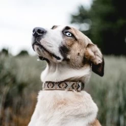 THE DOG IDEA Boho-Chic Halsband Mokka L 8 THE DOG IDEA Boho-Chic Halsband Mokka L -Haustierprodukte 8f74ea3d739601b79e563fdb62f8ef3bc2feb824 1485274 de DE 46d925aa762dcb92971f56ec368f3d6e869ab635KGmVRv