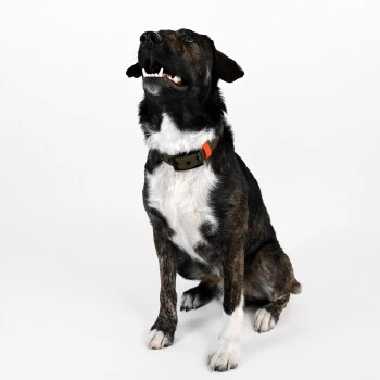 THE DOG IDEA Biothane Halsband Khaki Neon Orange XS 3 THE DOG IDEA Biothane Halsband Khaki Neon Orange XS – Bild 3