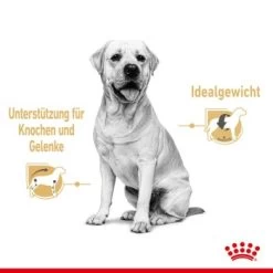 ROYAL CANIN Labrador Retriever Adul Stückchen In Soße 10x140g 13 ROYAL CANIN Labrador Retriever Adul Stückchen In Soße 10x140g -Haustierprodukte aeb19e4cdbaaca5cbebad4d6e972e6da4799c103 97daf81f0e230cf8456b48a254b246e5816be7c2