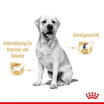 ROYAL CANIN Labrador Retriever Adul Stückchen In Soße 10x140g 6 ROYAL CANIN Labrador Retriever Adul Stückchen In Soße 10x140g – Bild 6