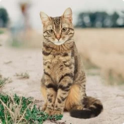 REAL NATURE Kitten Huhn Mit Pute Und Lachsöl 16x100g -Haustierprodukte bc56b458619aa86240780c2f64ff928db9b8da6b 1246887 de DE Real Nature Original Cat Bild 1