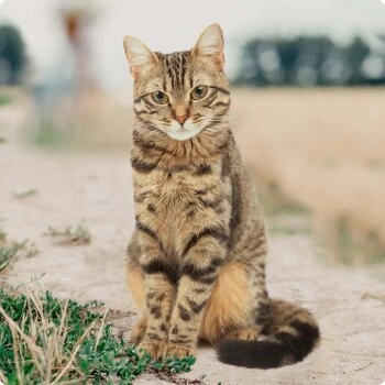 REAL NATURE Adult 16x100g Geflügel Mit Kaninchen Und Leinöl, Paté 4 REAL NATURE Adult 16x100g Geflügel Mit Kaninchen Und Leinöl, Paté – Bild 4