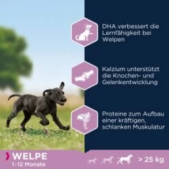 EUKANUBA Puppy Large Breed 15 Kg -Haustierprodukte cb35fe0748cee726a708ec25472e57550607bac2 1008332 de DE ask 3
