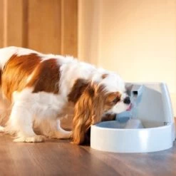 PetSafe Drinkwell Trinkbrunnen Original, 1,5 Liter -Haustierprodukte cb67b5accb6fdd9ec3530e007fd4ef1689efc995 0a695b0c941d72c4fef9fa23bc6300c73cab799d