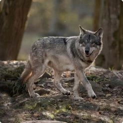 REAL NATURE WILDERNESS Senior True Country Huhn & Lachs 6x800 G -Haustierprodukte d8df16d01d44eca47dceb4029baf88ff4ded8402 1248542 de DE Real Nature Wilderness Dog bild 3