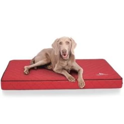 Knuffelwuff Orthopädische Hundematte Juna Aus Laser-gestepptem Kunstleder Rot L -Haustierprodukte f8b9acde67bbc991a3791bba8cbd6c17097f2504 1411845 de DE 72b49e96d0fc008afacc20cc3236e69e758dd290NyBtW7