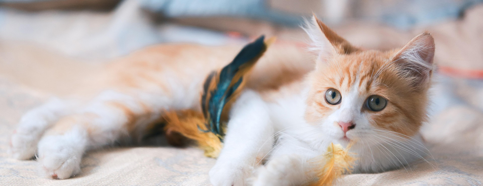 Haustierprodukte -Haustierprodukte cat 5830643 1920