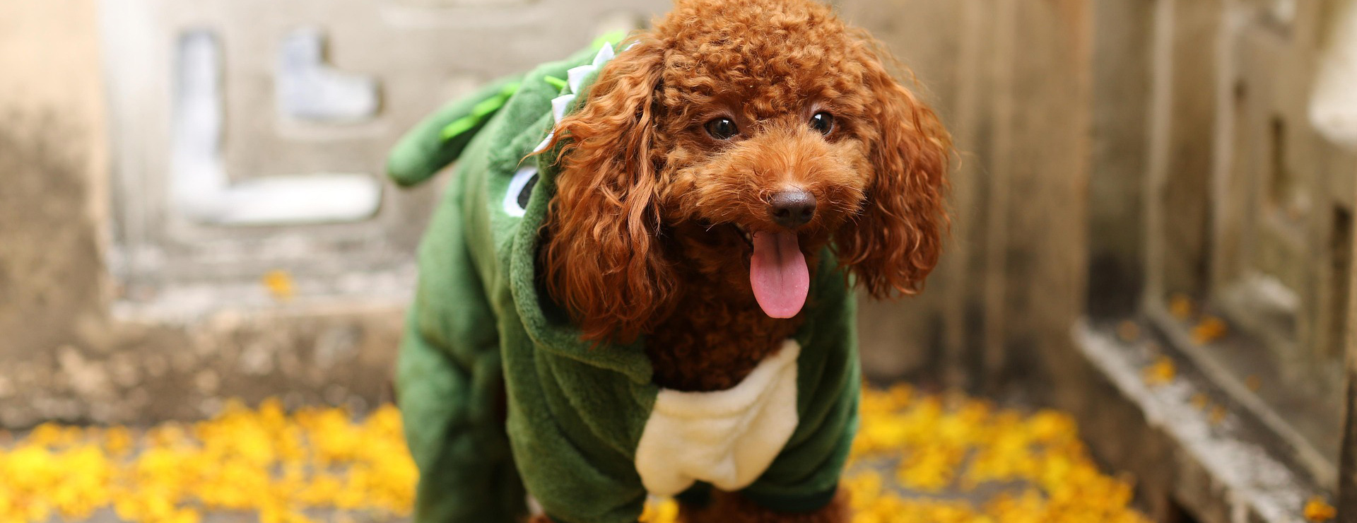 Haustierprodukte -Haustierprodukte toy poodle 5986987 1920